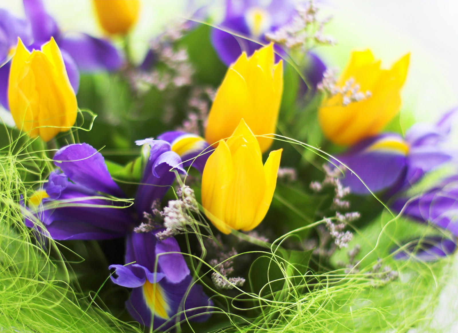 http://travelpoisk.ru/data/albums/21/Bouquet__Violet_irises_and_yellow_tulips__Macro.jpg